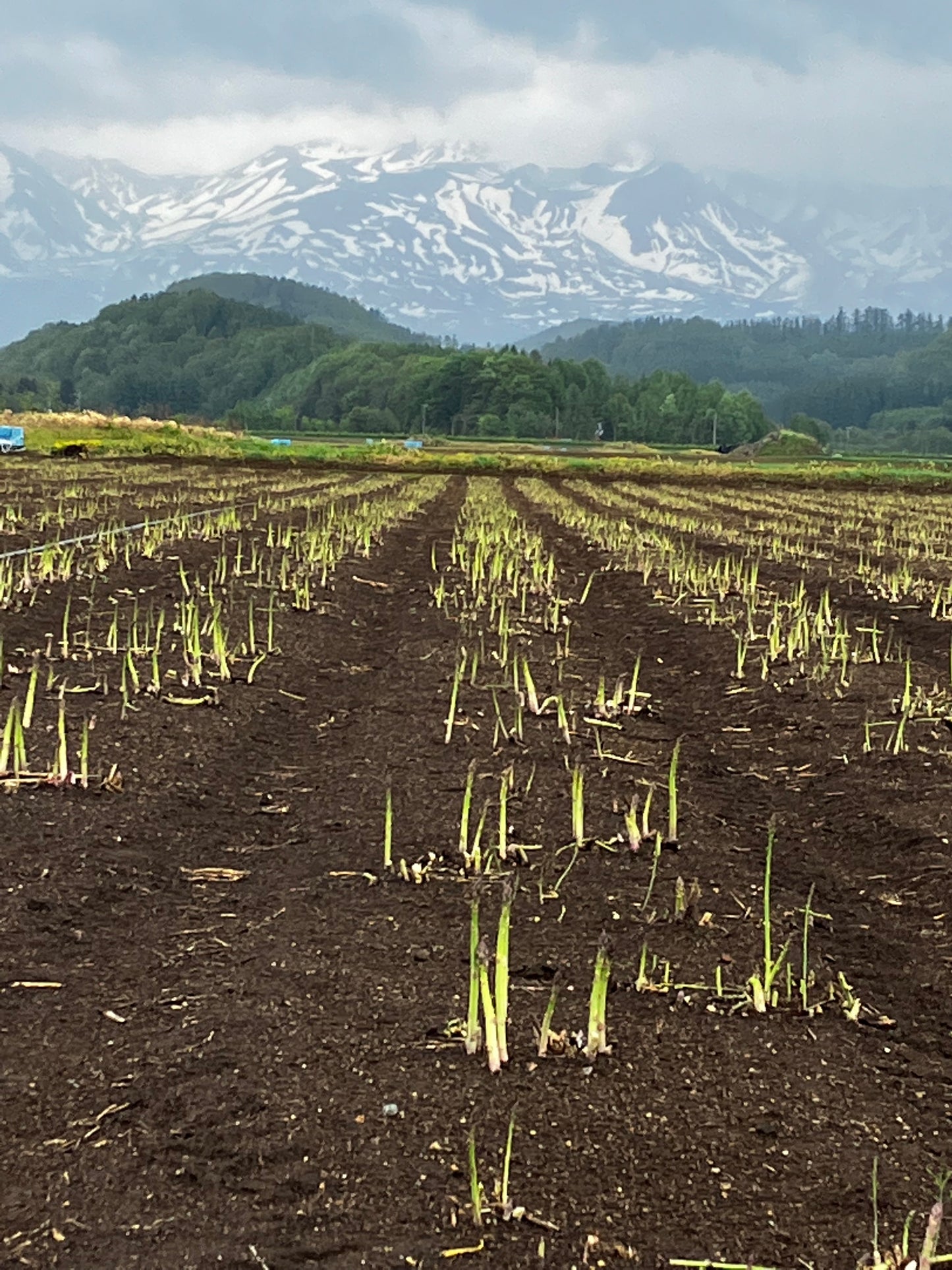 北海道朝採れ 路地グリーンアスパラガス(L size)