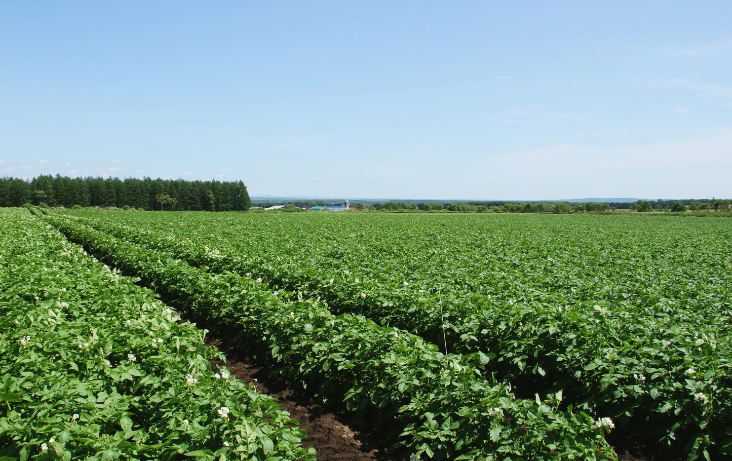 Sサイズ限定!北海道とかち産インカのめざめ