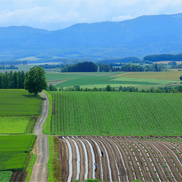 平田農場の2025年新じゃがいも(キタアカリMサイズ)