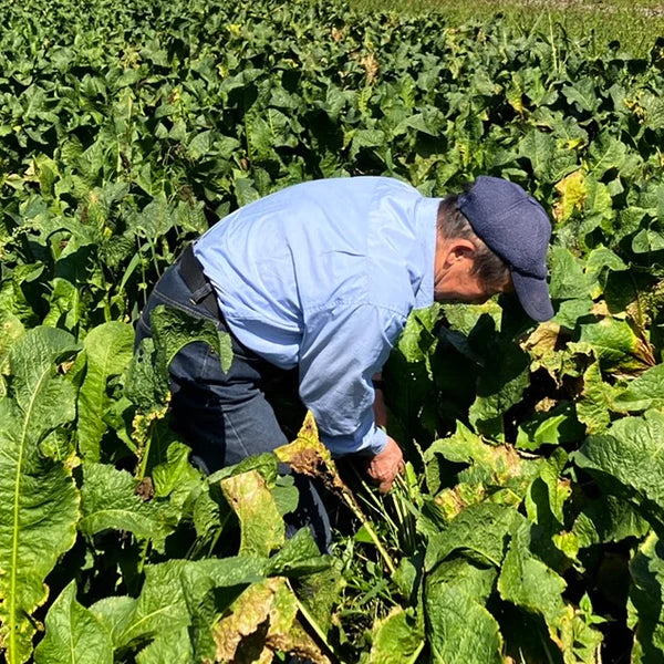 辛味がダントツ!北海道とかち産 山わさび(生)